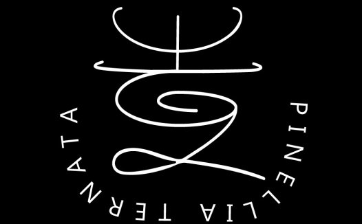 简洁线条艺术的PINE LILA TERNATA LOGO设计